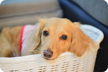 犬猫の問題行動への取り組み